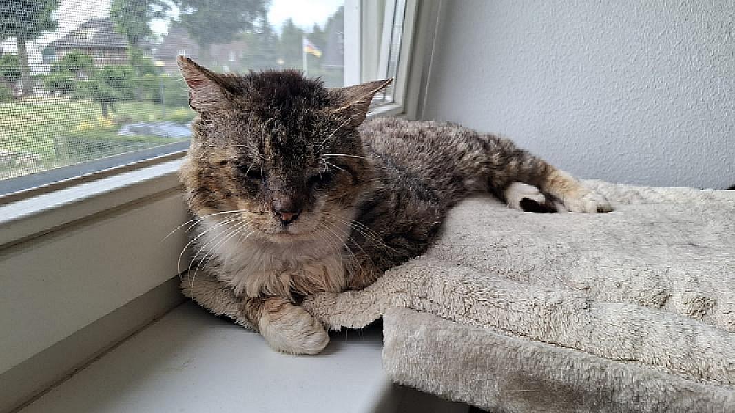 Kattenpraat