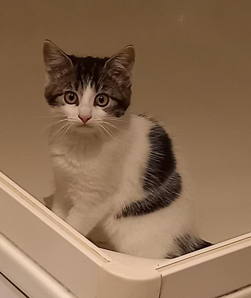 Kito