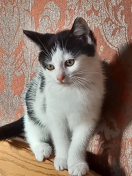 Nala