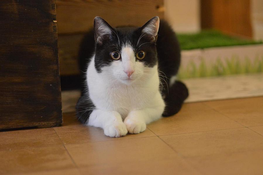 Boris