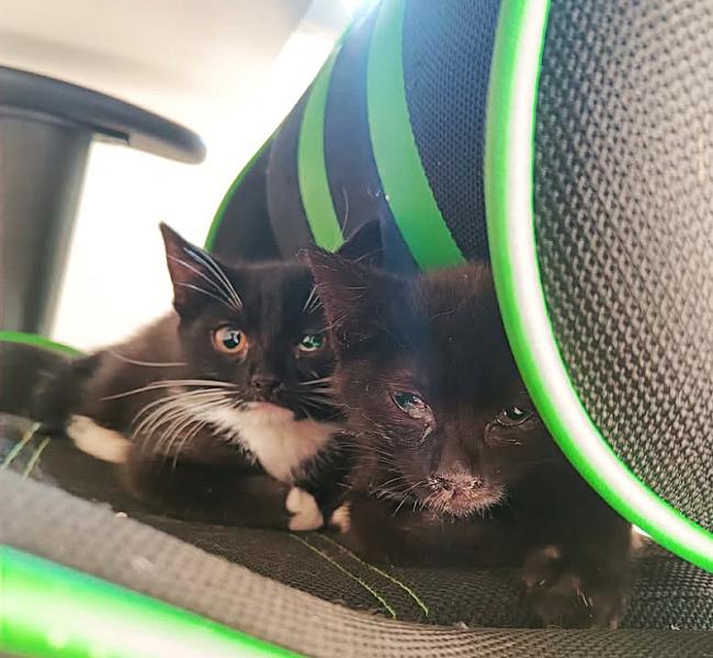 Kattenpraat bericht van 28 juni 2026