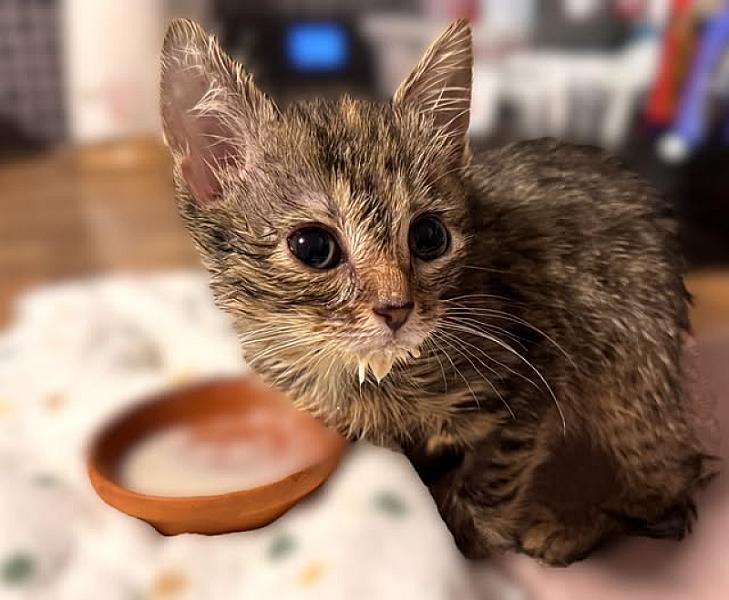 Kattenpraat bericht van 28 juni 2026