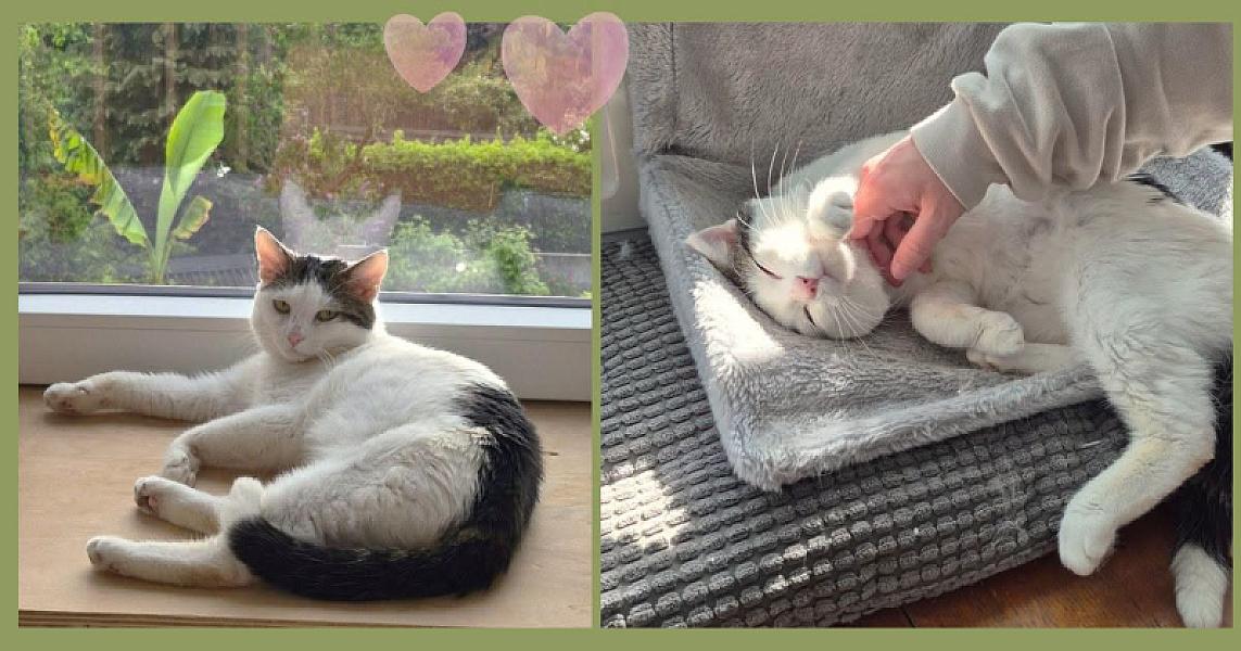 Kattenpraat bericht van 29 juni 2026