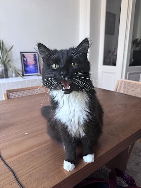 Louie