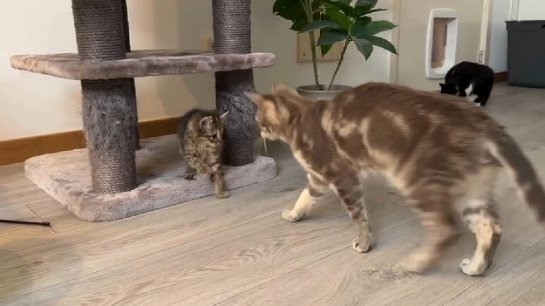 Kattenpraat