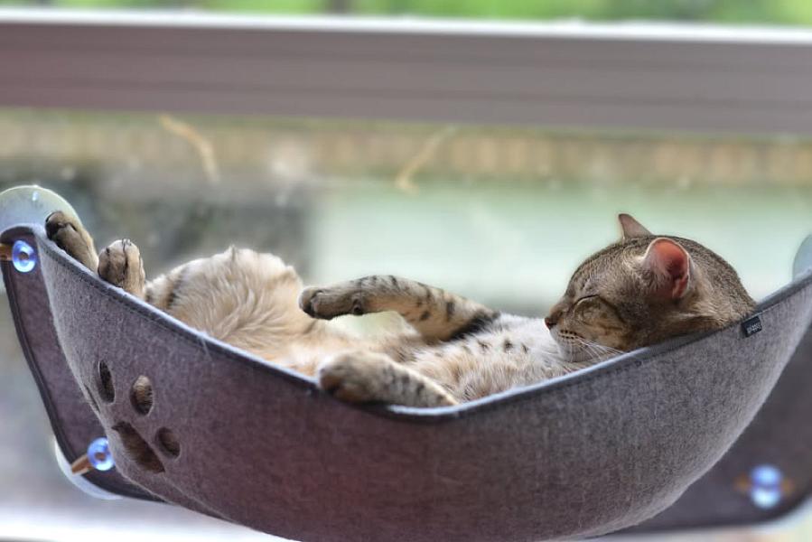 Kattenpraat bericht van 1 juli 2026
