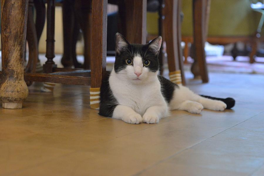 Boris