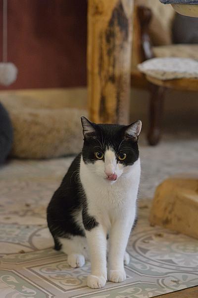 Boris