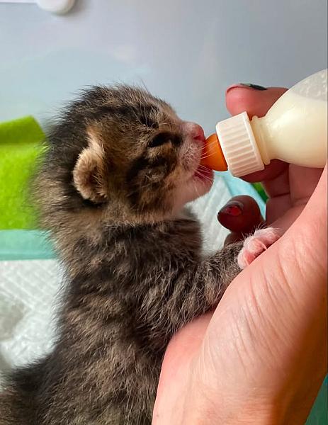 Kattenpraat bericht van 1 juli 2026