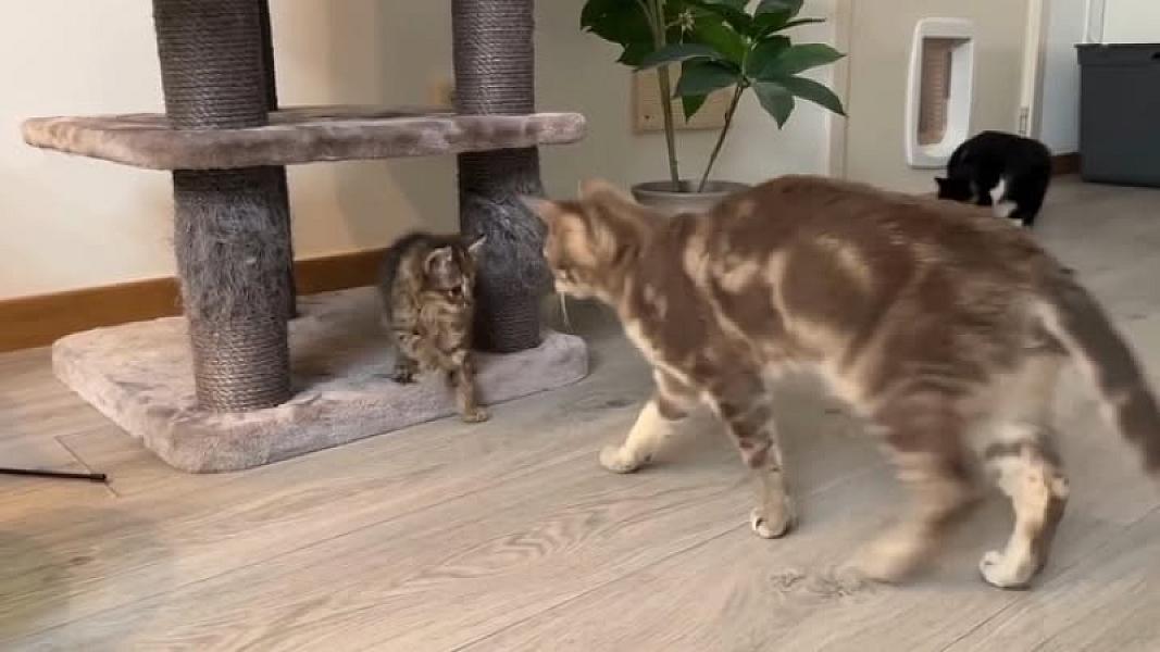 Kattenpraat