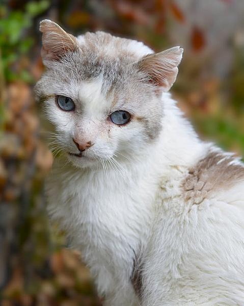 Kattenpraat
