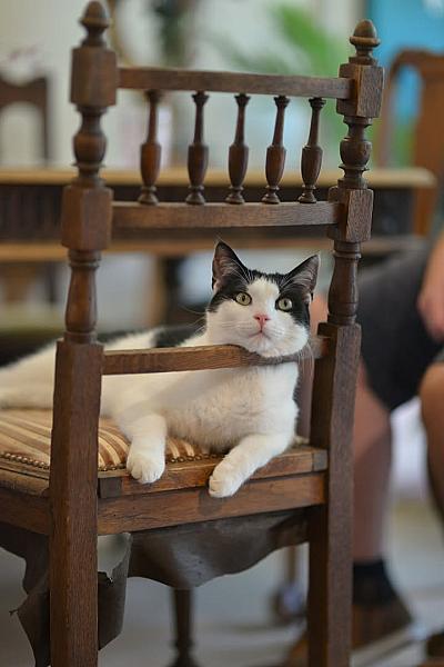 Kattenpraat bericht van 4 juli 2026