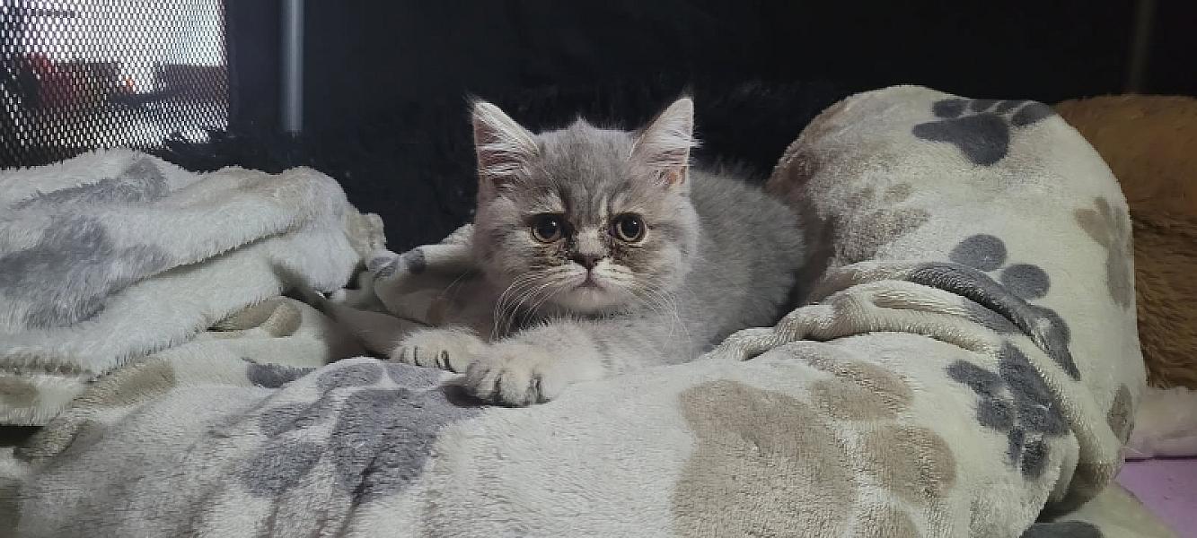 Kattenpraat bericht van 4 juli 2026
