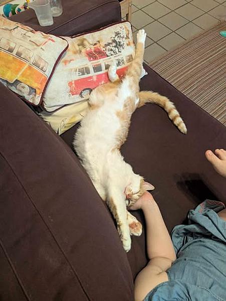 Kattenpraat bericht van 4 juli 2026
