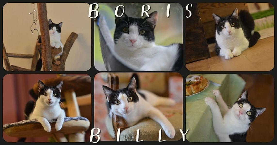 Kattenpraat bericht van 5 juli 2026
