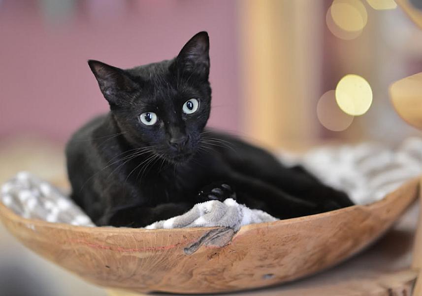 Kattenpraat bericht van 6 juli 2026