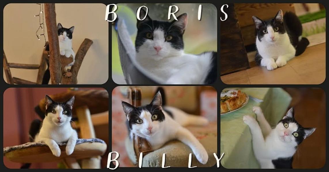 Kattenpraat bericht van 6 juli 2026