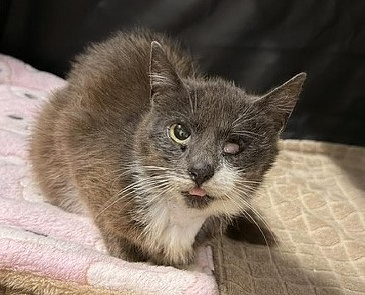 Kattenpraat bericht van 7 juli 2026