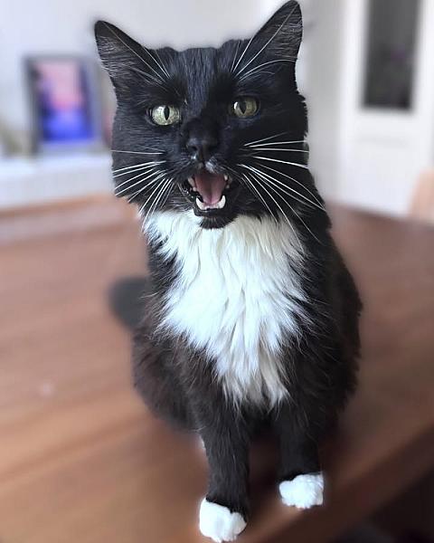 Kattenpraat