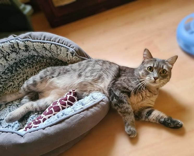 Kattenpraat