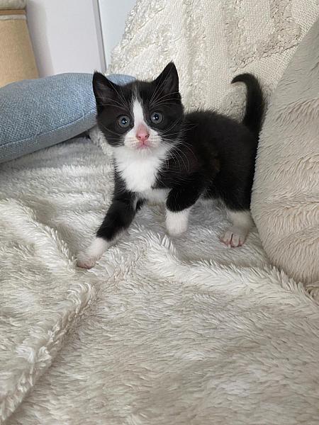 Chico