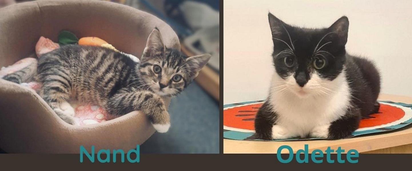 Kattenpraat bericht van 10 juli 2026