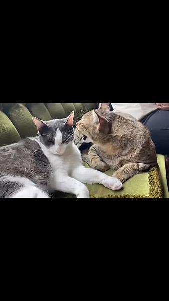 Kattenpraat bericht van 10 juli 2026