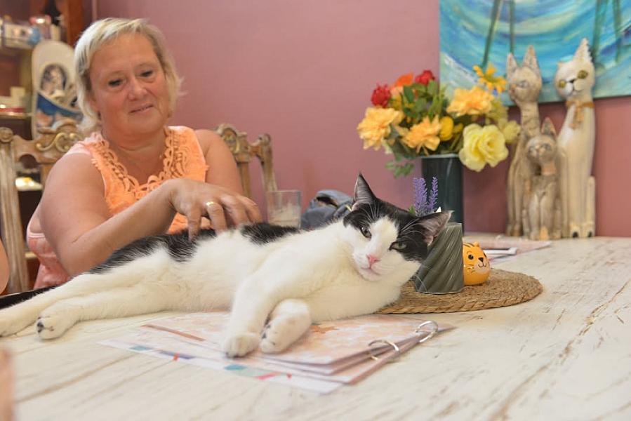 Kattenpraat bericht van 11 juli 2026