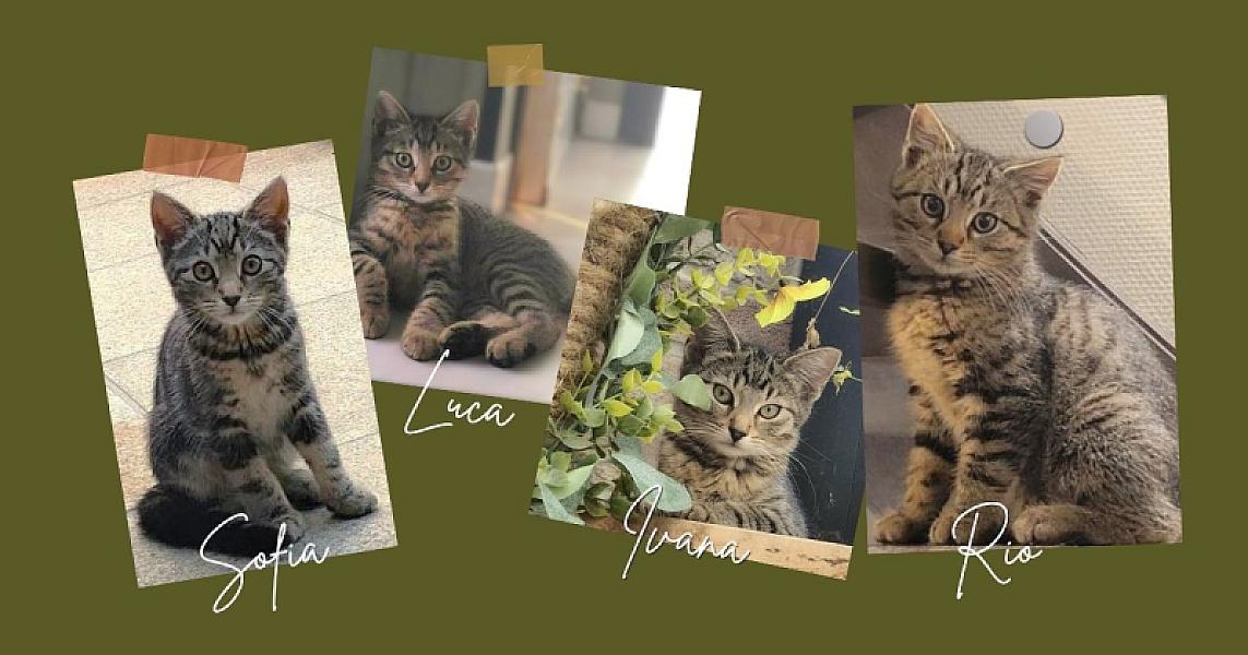 Kattenpraat bericht van 11 juli 2026