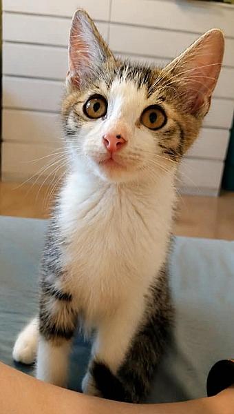 Pumba