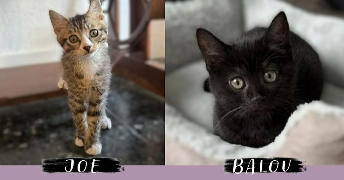 Kattenpraat bericht van 12 juli 2026
