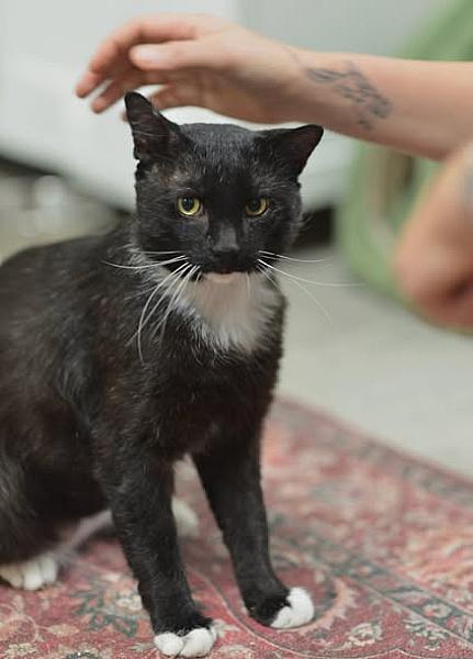 Kattenpraat bericht van 12 juli 2026