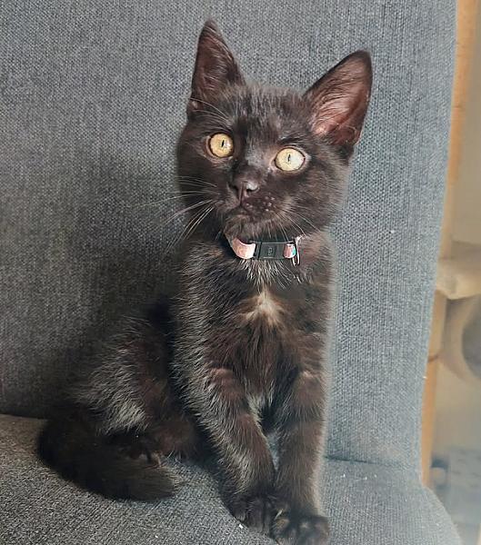 Kattenpraat bericht van 13 juli 2026