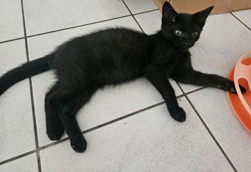 Mercurius