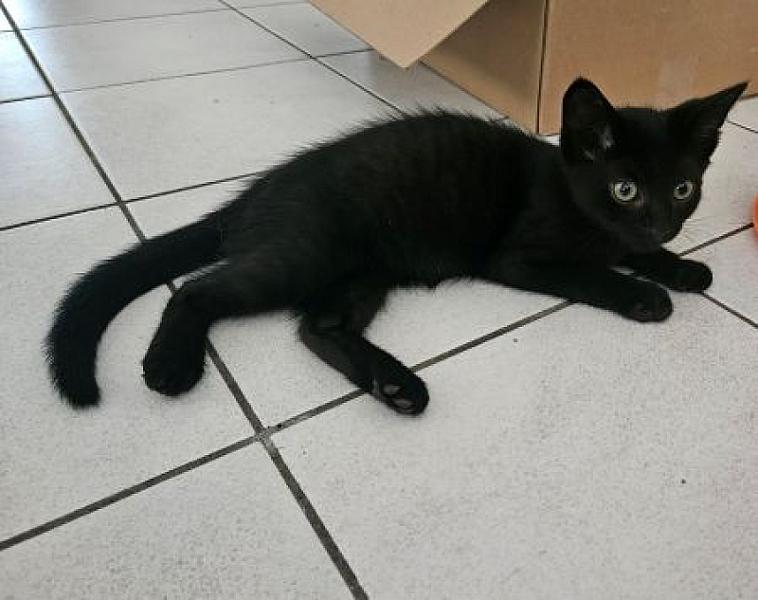 Mercurius