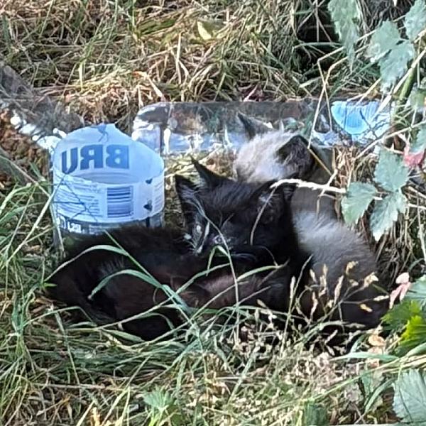 Kattenpraat bericht van 14 juli 2026
