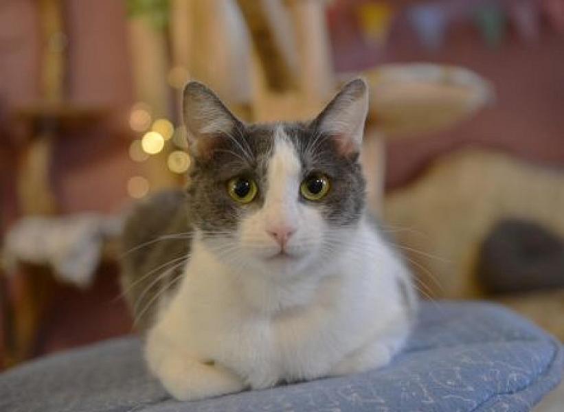 Cleo