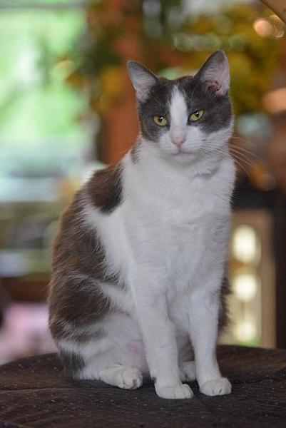 Cleo