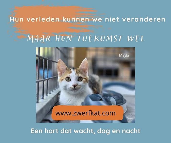 Kattenpraat bericht van 15 juli 2026