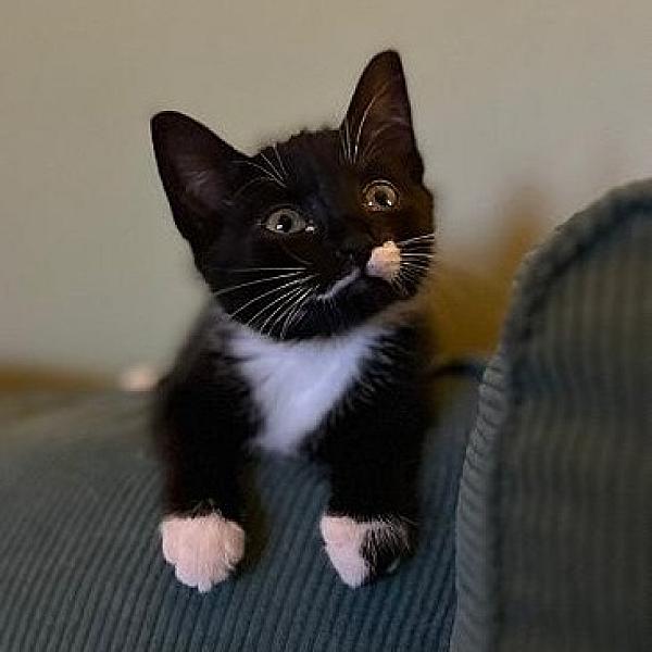 Kattenpraat bericht van 16 juli 2026