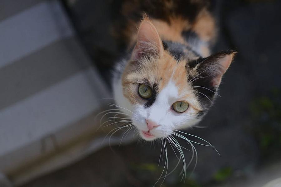 Kattenpraat bericht van 16 juli 2026