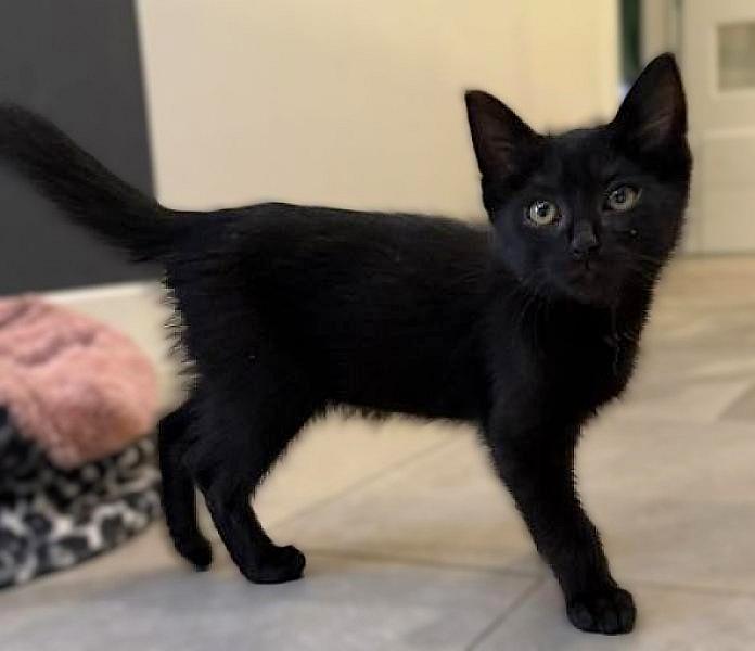 Kattenpraat bericht van 17 juli 2026