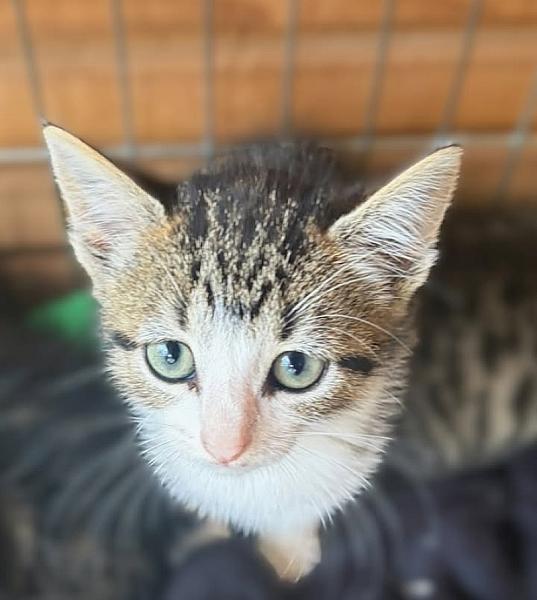 Kattenpraat bericht van 17 juli 2026