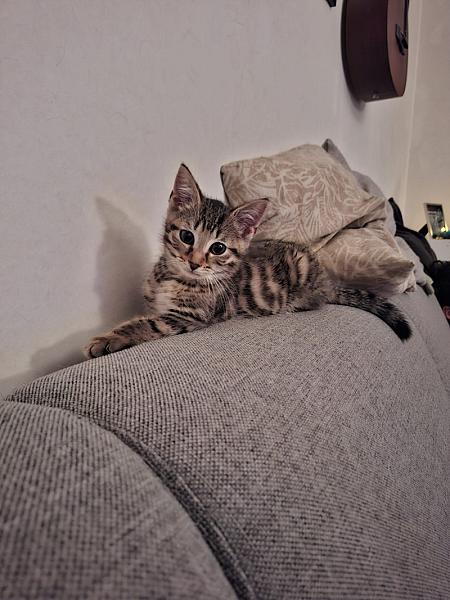 Findus