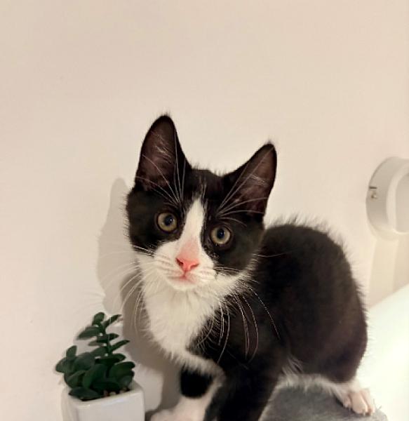 Chico