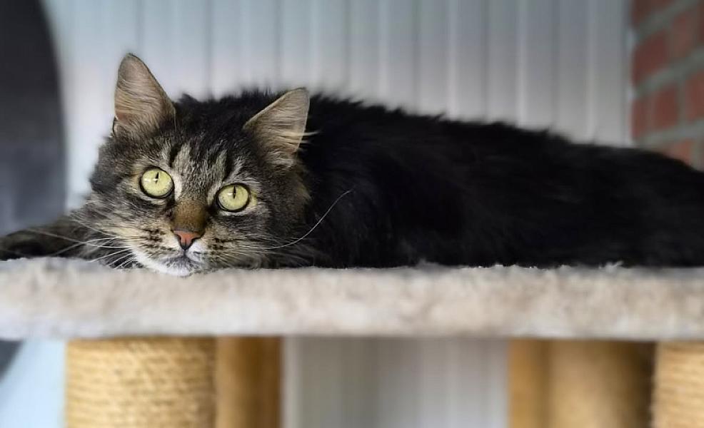 Kattenpraat bericht van 18 juli 2026