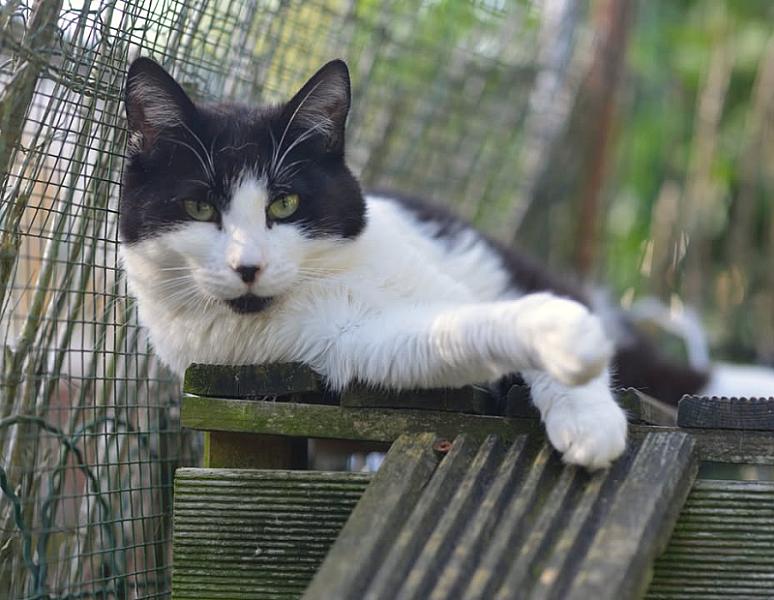 Kattenpraat bericht van 18 juli 2026