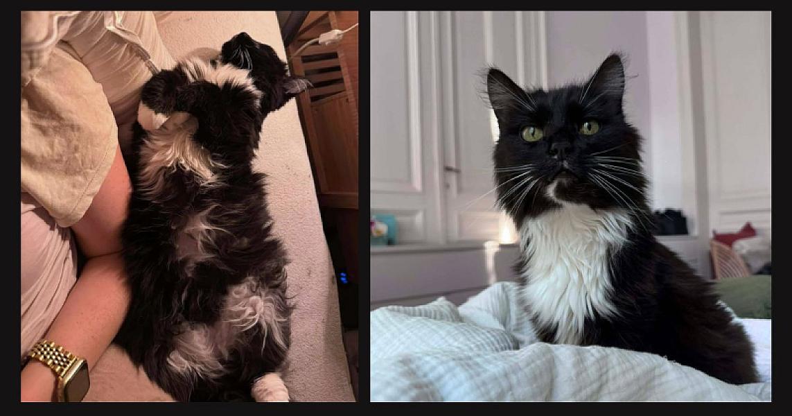 Kattenpraat bericht van 20 juli 2026