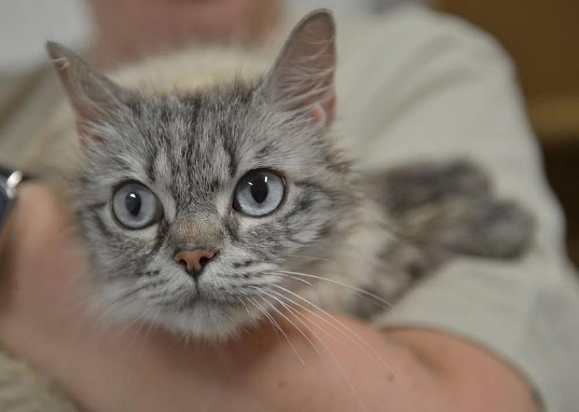 Kattenpraat bericht van 22 juli 2026