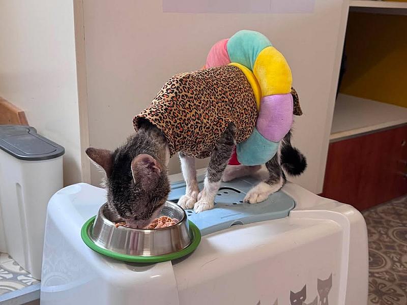 Kattenpraat bericht van 24 juli 2026